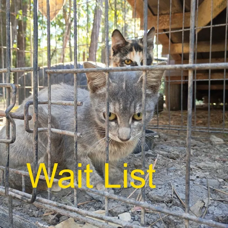 A young small-sized female Gray / Blue / Silver American Shorthair cat named Bailey for adoption in Livingston, TX