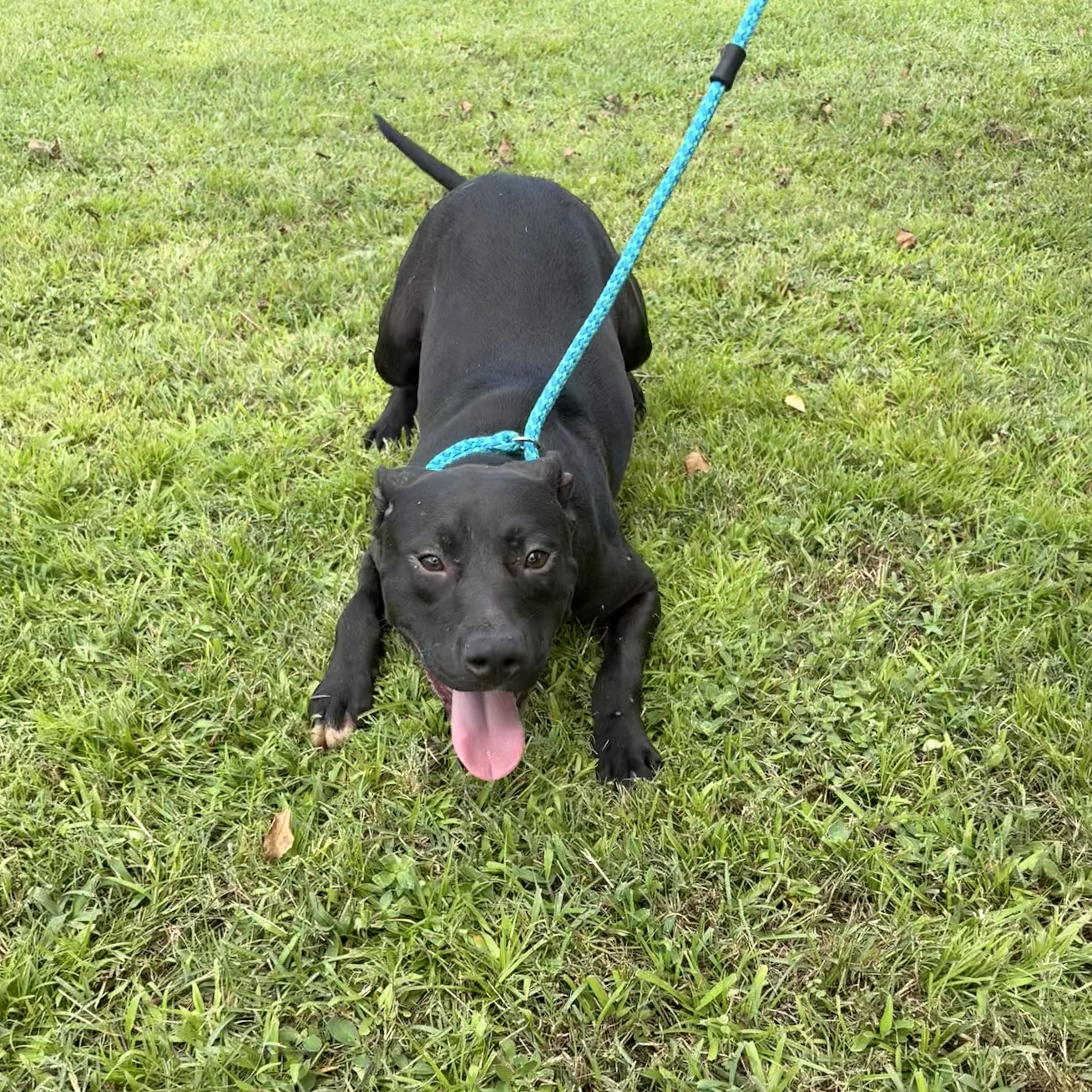A young medium-sized male Black Pit Bull Terrier dog named Rex for adoption in Valdosta, GA