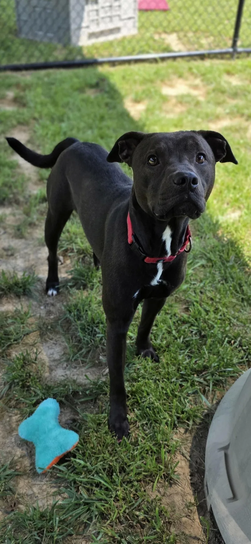 An adult medium-sized male Black Pit Bull Terrier dog named Beetle for adoption in Shepherdsville, KY