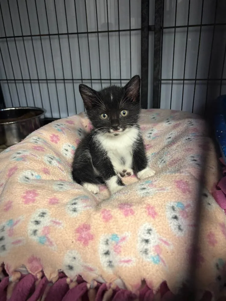 A baby medium-sized male Domestic Short Hair cat named Doc for adoption in Algona, IA