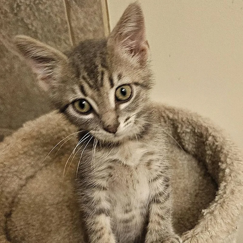 A baby small-sized male Gray / Blue / Silver Domestic Short Hair cat named Bandit for adoption in Newport News, VA
