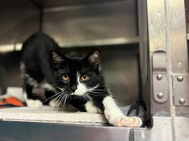A baby small-sized male Domestic Short Hair cat named Chomper for adoption in Fort Wayne, IN