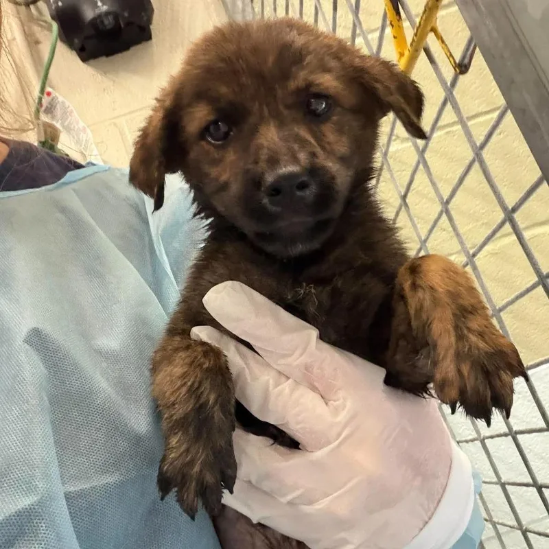 A baby small-sized male Australian Shepherd dog named Glory for adoption in Bastrop, TX