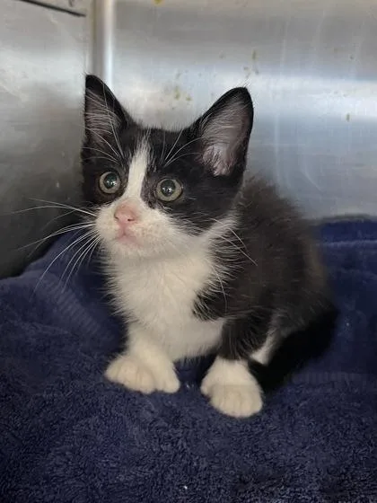 A baby small-sized male Domestic Short Hair cat named Knuckles for adoption in Houston, TX