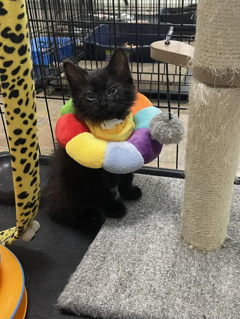 A baby medium-sized female Black Domestic Short Hair cat named Olive for adoption in Oviedo, FL