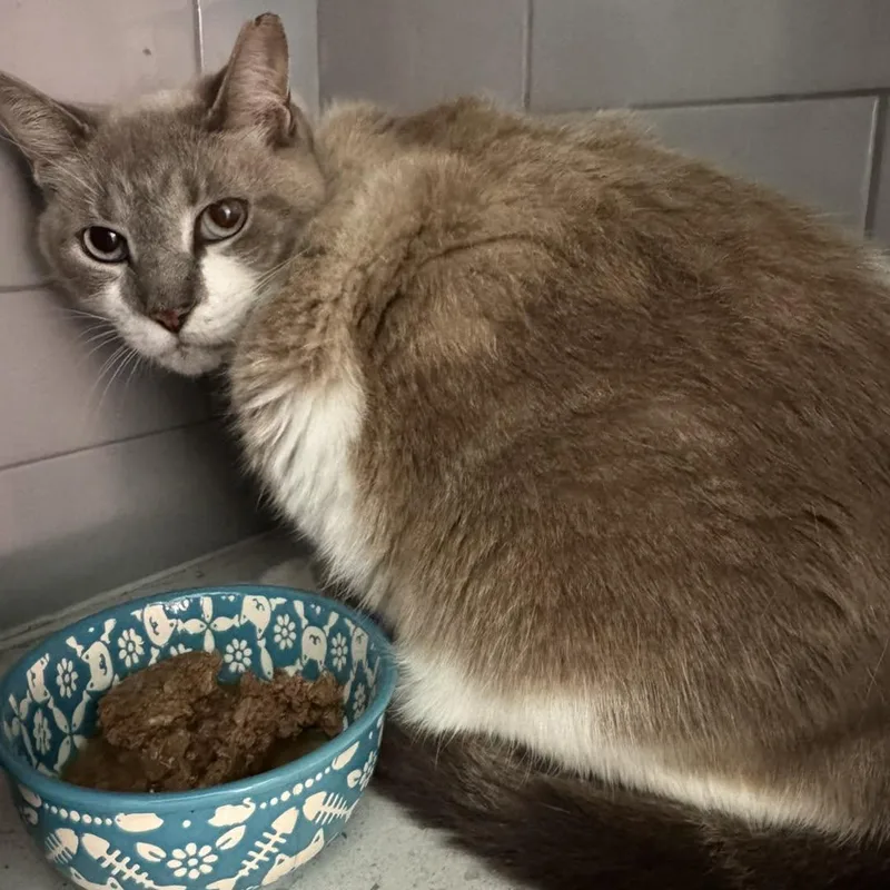 A senior medium-sized female Snowshoe cat named Lily for adoption in largo, FL