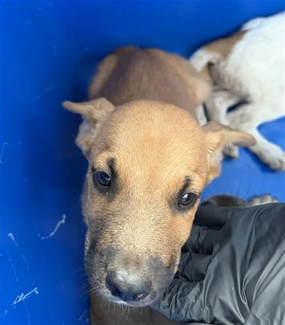 A baby large-sized male Mixed Breed dog named Pickle for adoption in Dallas, TX
