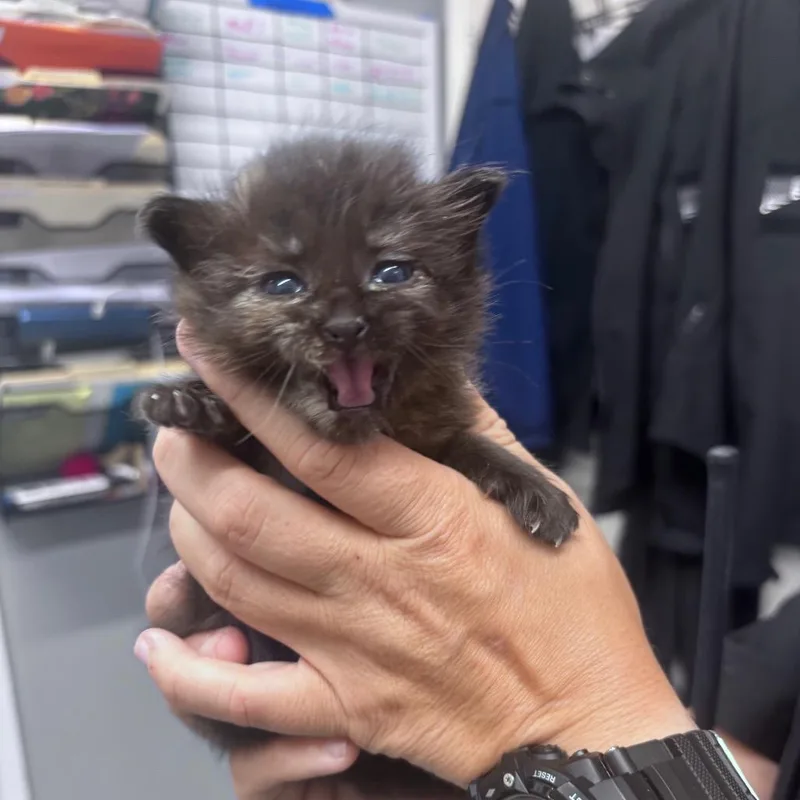 A baby small-sized female Tortoiseshell Domestic Short Hair cat named Magnolia for adoption in Springtown, TX