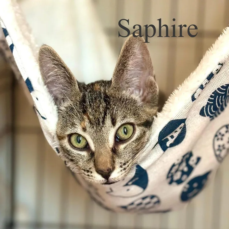 A baby medium-sized female Tabby (Brown / Chocolate) Domestic Short Hair cat named Sapphire for adoption in Queen Creek, AZ