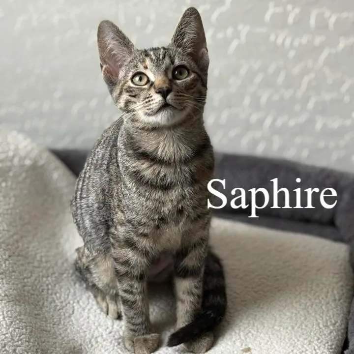 Sapphire thumbnail 2