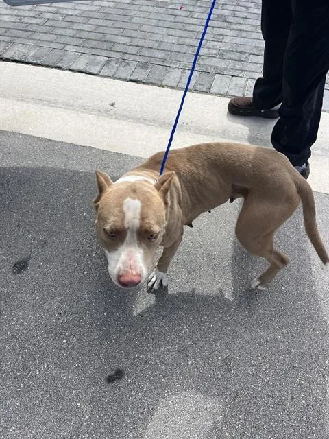 Cali