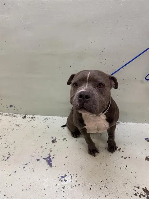 An adult large-sized male Staffordshire Bull Terrier dog named Cheeto for adoption in Houston, TX