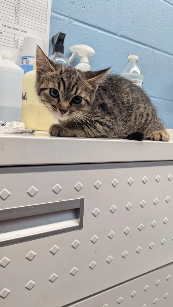 An adult small-sized male Tabby (Brown / Chocolate) Domestic Short Hair cat named Prismo for adoption in Evansville, IN