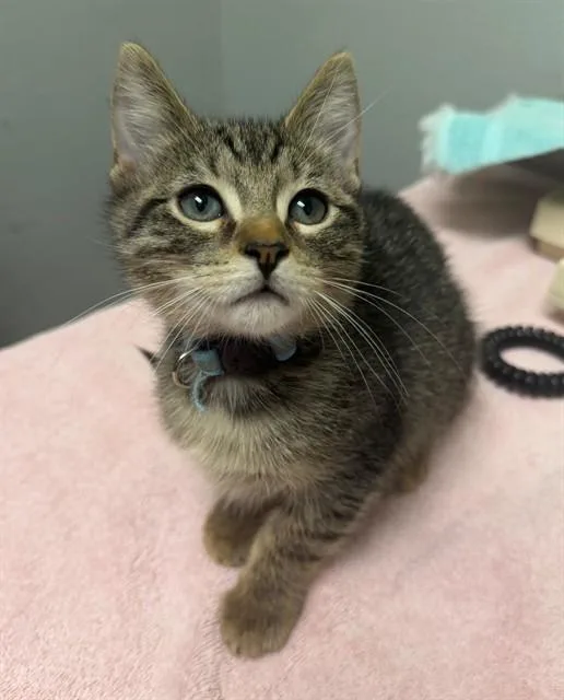 A baby small-sized male Domestic Short Hair cat named Dirt for adoption in Leesburg, VA