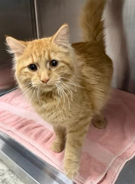 A young small-sized male Domestic Long Hair cat named Pastry Chef for adoption in Peoria, IL