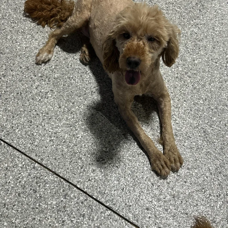 An adult small-sized female Apricot / Beige Goldendoodle dog named Couch kid Zoey. Mini for adoption in Antwerp, OH