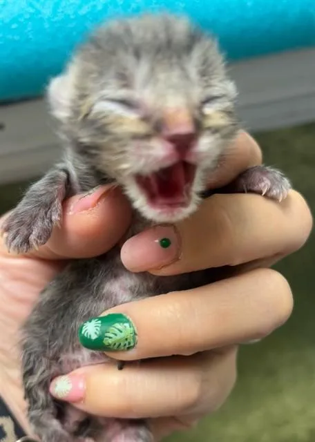A baby small-sized male Domestic Short Hair cat named Fish for adoption in Riverside, CA
