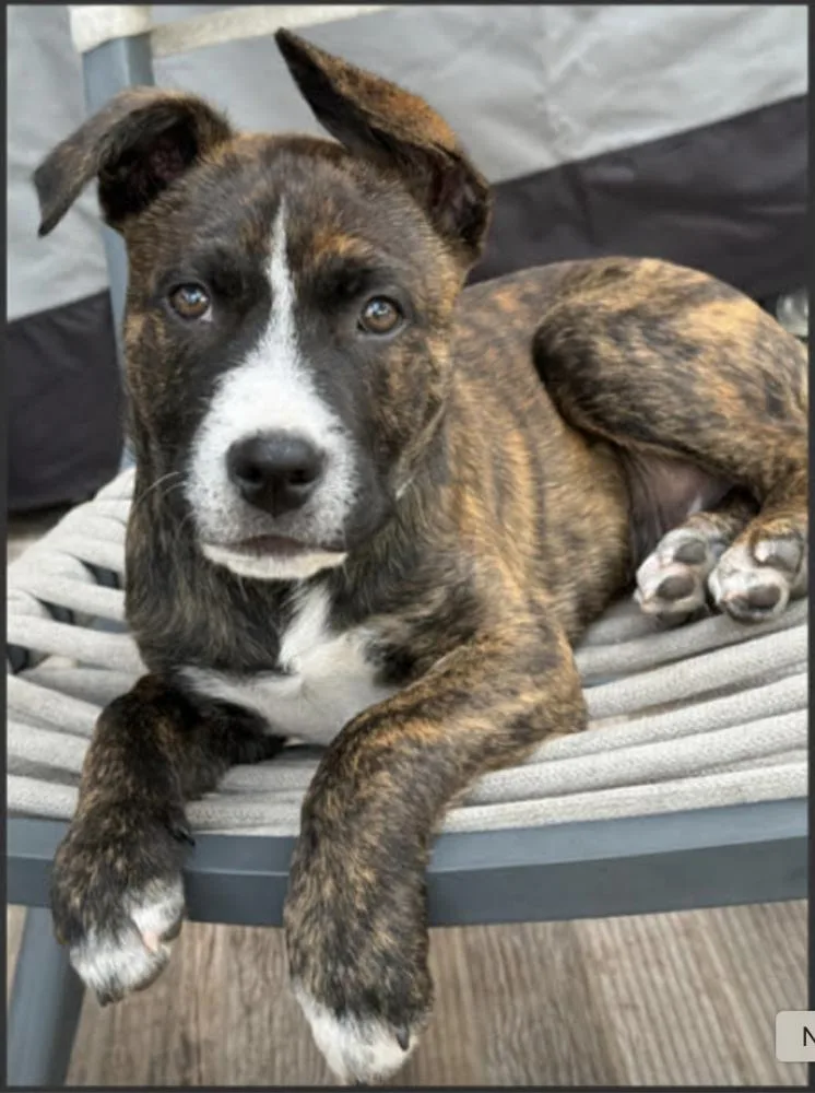 Pigeon Pup: Phoenix thumbnail 2