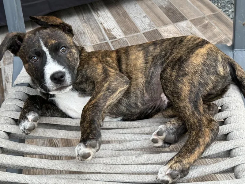 Pigeon Pup: Phoenix thumbnail 3