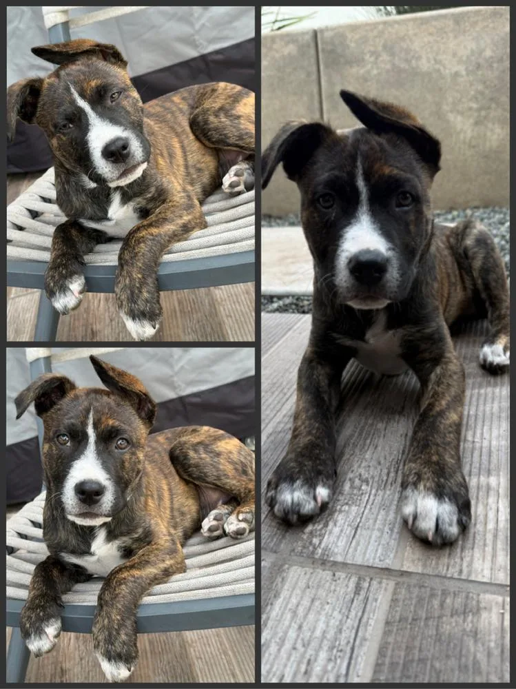 Pigeon Pup: Phoenix thumbnail 4