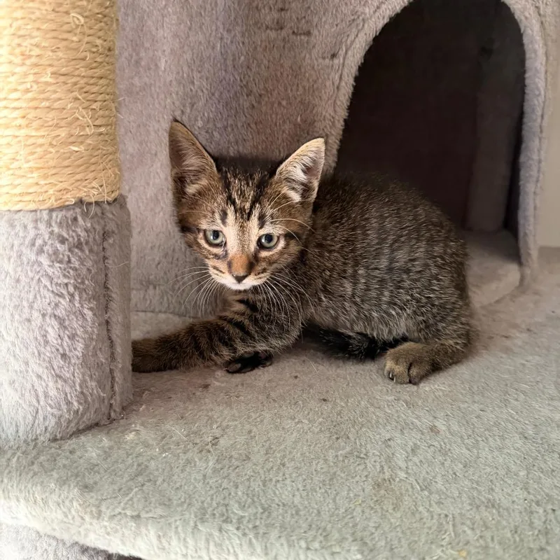 A baby small-sized male Domestic Short Hair cat named Jasper for adoption in Winder, GA