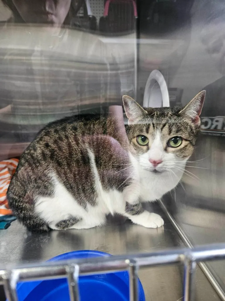 A young medium-sized female Domestic Short Hair cat named Sasha for adoption in Maryville, TN