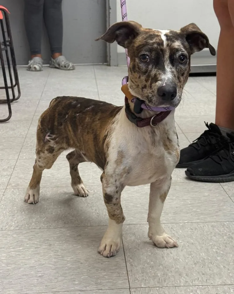 A young medium-sized male Catahoula Leopard Dog dog named Goalie for adoption in Sorrento, LA