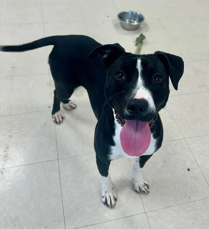 An adult medium-sized female Black Pit Bull Terrier dog named Kaya for adoption in Clayton, NJ