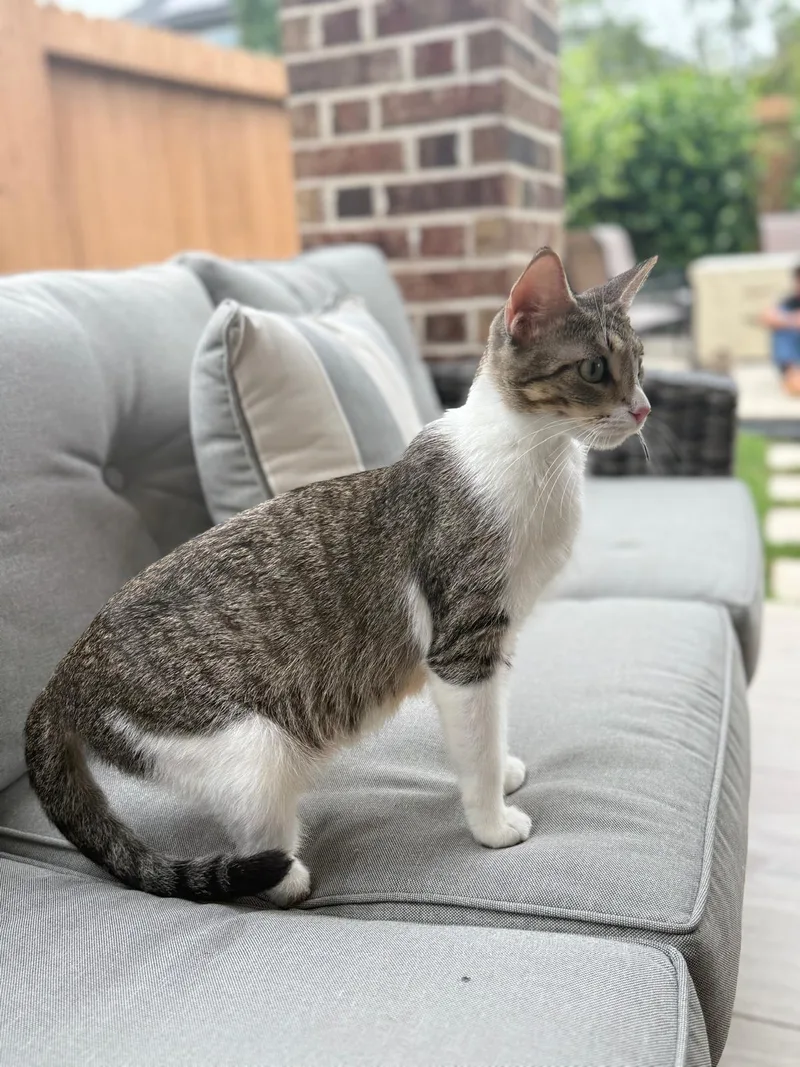 An adult medium-sized female Tabby (Brown / Chocolate) Domestic Short Hair cat named Muneca for adoption in Houston, TX