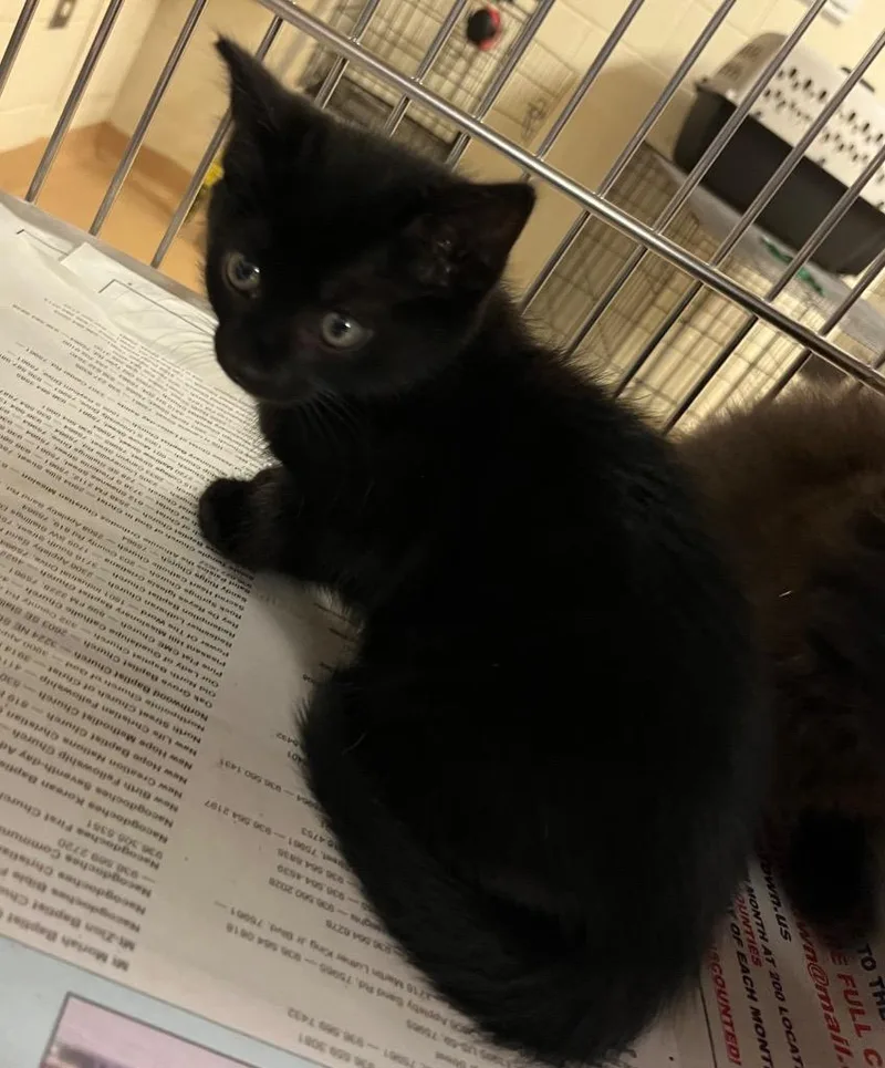 A baby large-sized female Domestic Medium Hair cat named Chun for adoption in Nacogdoches, TX