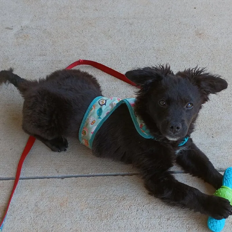 A baby small-sized male Black Australian Shepherd dog named Jett for adoption in Lenoir, NC