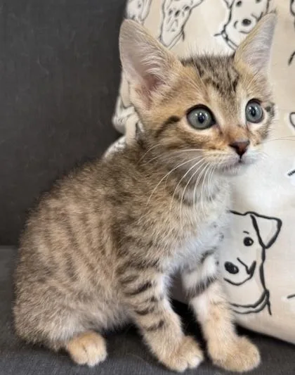 A baby small-sized female Domestic Short Hair cat named Sisue for adoption in Lawrenceville, GA
