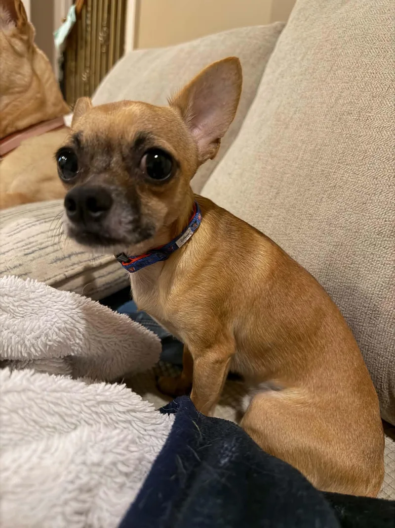 A young small-sized male Chihuahua dog named Gerald for adoption in Calera, AL