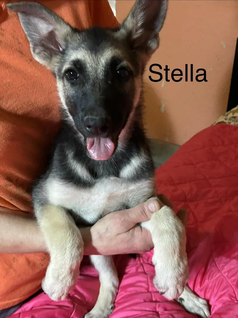 A baby large-sized female Black German Shepherd Dog dog named Stella for adoption in Texarkana, TX