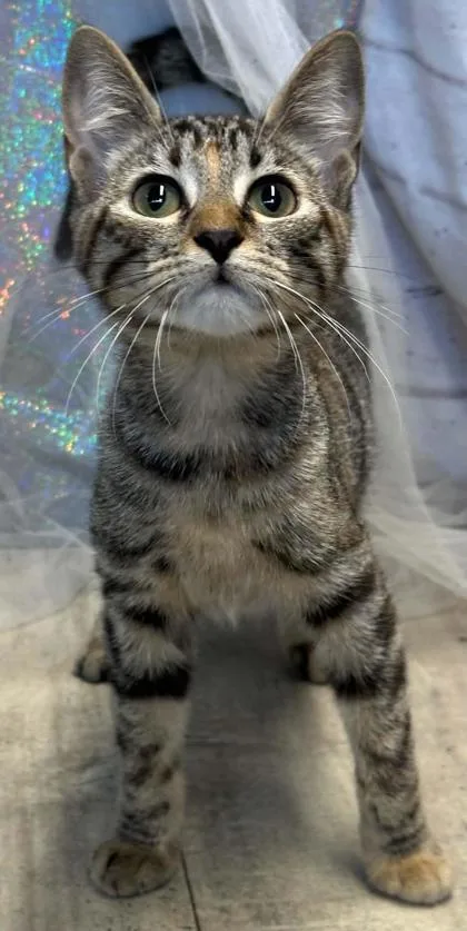 A young small-sized female Domestic Short Hair cat named Lexus for adoption in Shreveport, LA