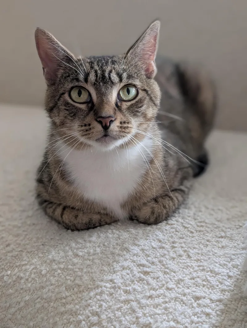 A young medium-sized female Tabby (Brown / Chocolate) Domestic Short Hair cat named Binoculars for adoption in Alexandria, VA