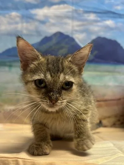 A young small-sized female Domestic Short Hair cat named Nessa for adoption in San Antonio, TX
