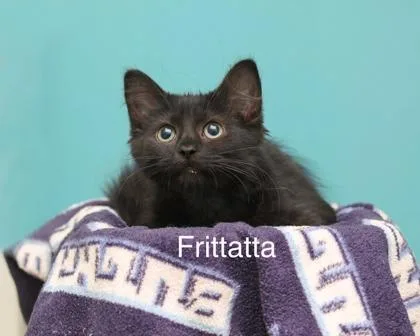 A baby small-sized female Domestic Medium Hair cat named Frittatta for adoption in Parma, OH