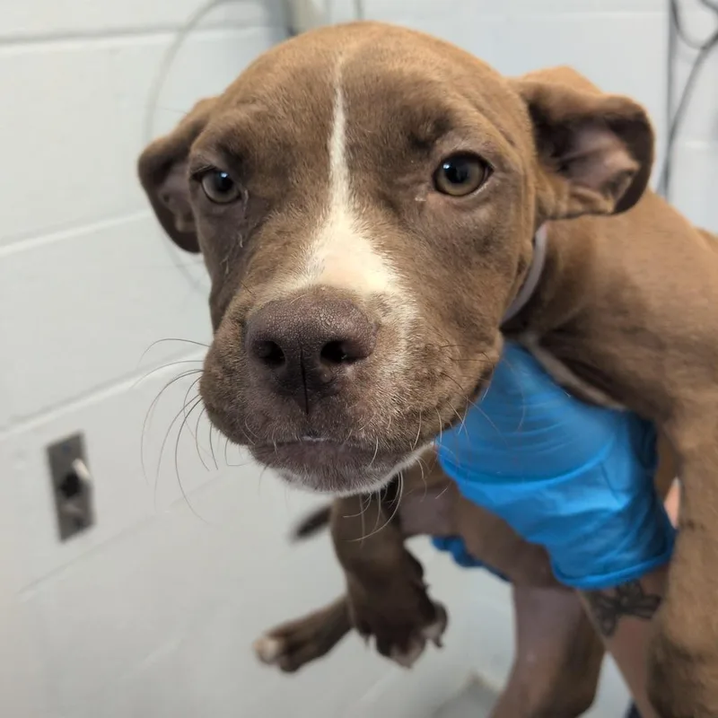 A baby small-sized female Brown / Chocolate American Staffordshire Terrier dog named Biscotti for adoption in Hattiesburg, MS
