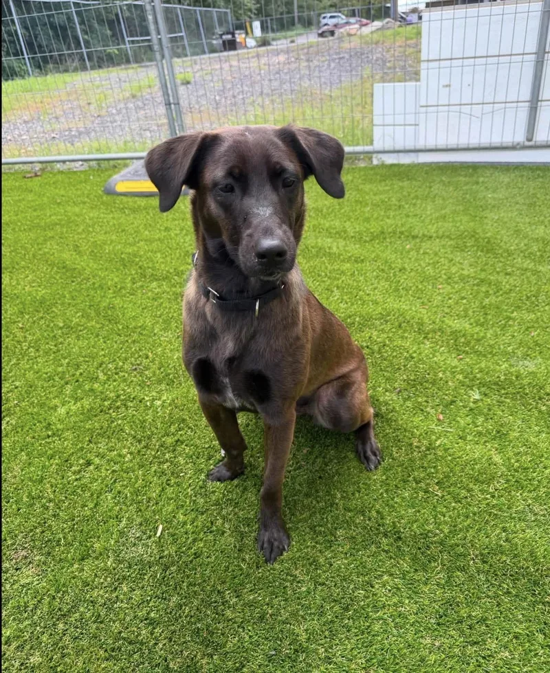 An adult medium-sized female Labrador Retriever dog named Zuzu for adoption in Kutztown, PA