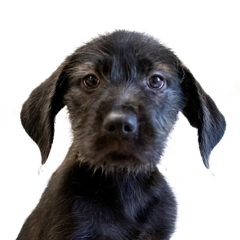 A baby small-sized male Black Mixed Breed dog named Robby for adoption in Cartersville, GA