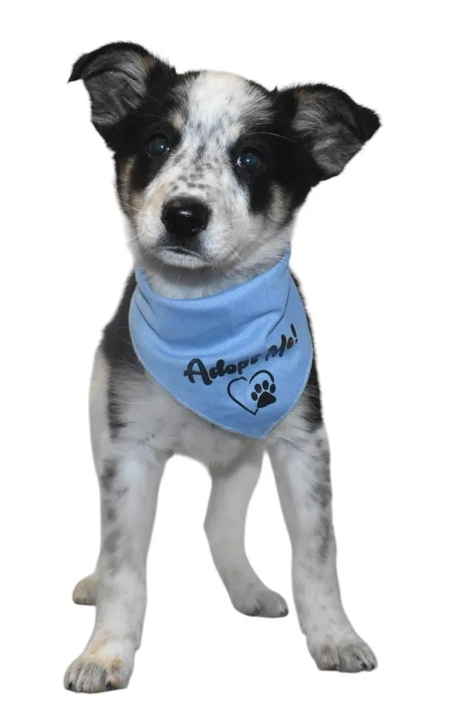 Maverick