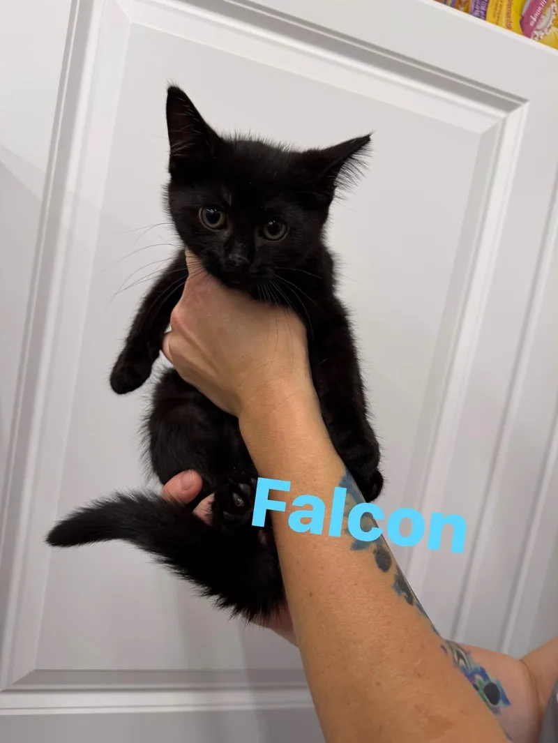 Falcon