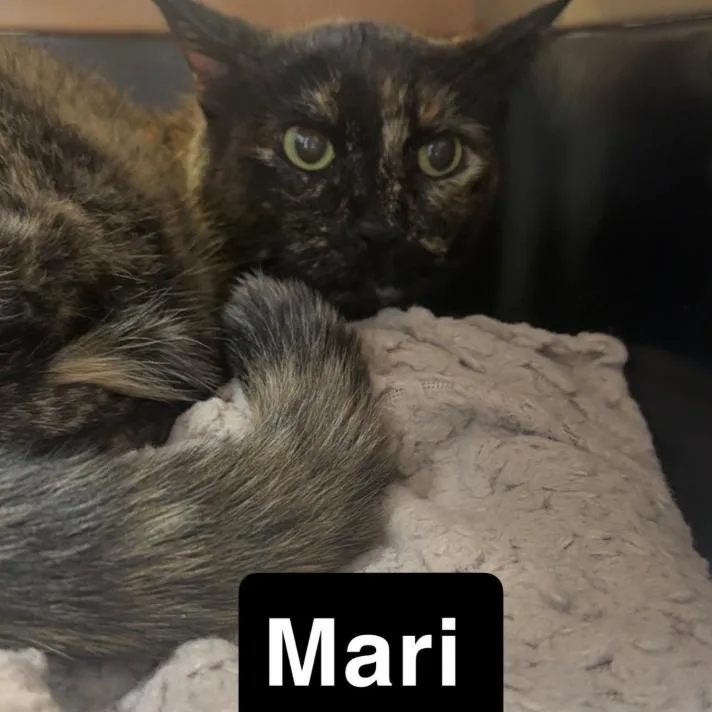 A senior small-sized female Tortoiseshell Domestic Short Hair cat named Mari for adoption in Coralville, IA