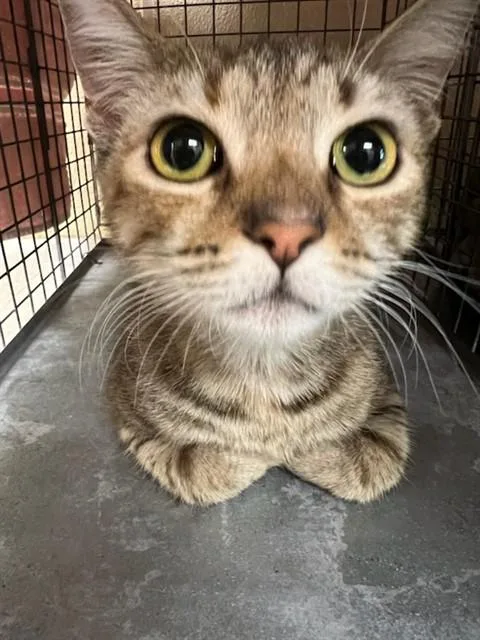 A young small-sized female Domestic Short Hair cat named Pumpkin Roll for adoption in Fort Myers, FL