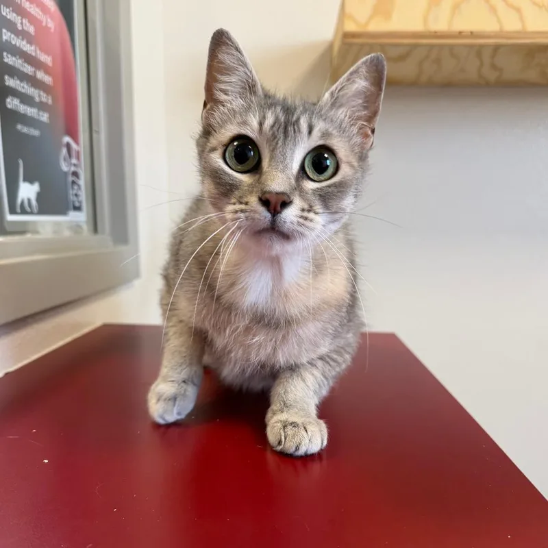 A young small-sized female Gray / Blue / Silver Domestic Short Hair cat named Louise for adoption in Cody, WY