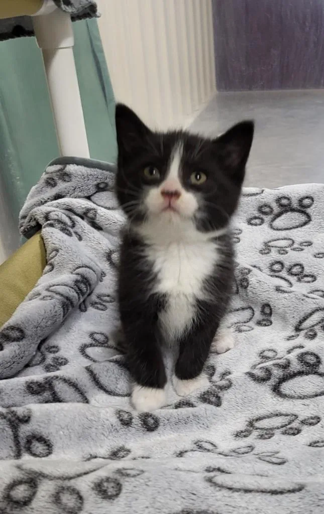 A baby medium-sized male Domestic Short Hair cat named Pugsley for adoption in Medford, WI