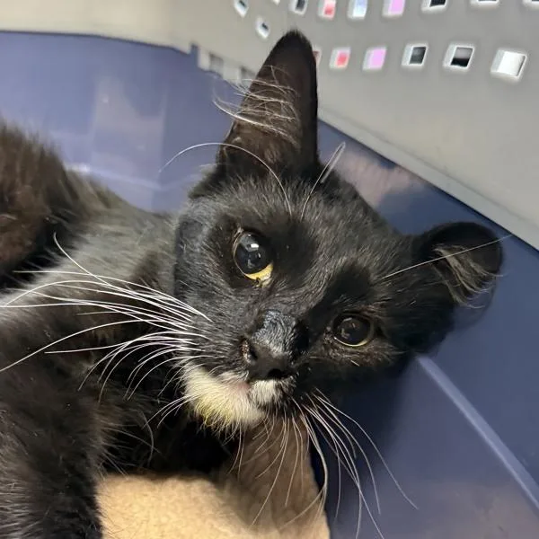 An adult small-sized female Domestic Short Hair cat named Honda for adoption in Oceanside, CA