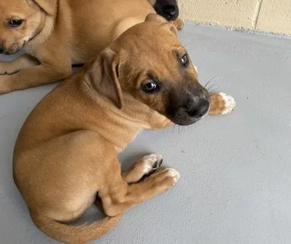 A baby small-sized male Brown / Chocolate German Shepherd Dog dog named Tator Tot for adoption in Harlingen, TX