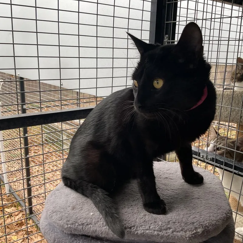 A young large-sized male Black Domestic Short Hair cat named Riven for adoption in Monroe, LA
